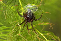 Water spider (Argyroneta aquatica) underwater,  with air bubble bell chamber, Argyronetidae
