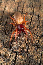 Woodlouse spider (Dysdera crocata) with wooodlouse prey, UK, Dysderidae