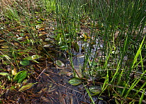 Wetland habitat of Raft spider {Dolomedes sp} in Ashdown Forest, Kent, UK, May 2006