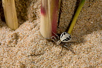 Crab spider (Xysticus cristatus) on sand dune, UK, Thomisidae