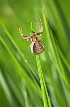 Crab spider (Xysticus ulmi) on grass, UK, Thomisidae
