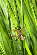 Crab spider (Xysticus ulmi) on grass with insect prey, UK, Thomisidae
