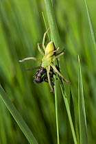Green meadow spider (Micrommata virescens) with flesh fly prey, UK, Sparassidae