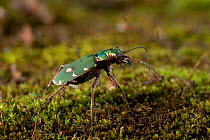 Green tiger beetle (Cicindela campestris) on moss, UK