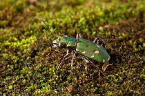 Green tiger beetle (Cicindela campestris) on moss, UK