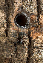 Black lace weaver spider (Amaurobius ferox) outside hideout in hole in tree, UK, Amaurobidae