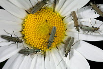 Longhorn beetles {Rhagium mordax} on Oxeye Daisy flower, UK