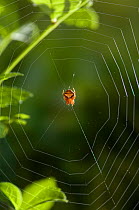 Orb weaver spider (Araneus triguttatus) on web, UK, Araneidae