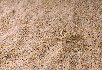 Running crab spider (Philodromus fallax) on sand dune, Camber Sands, Kent, UK, Philodromidae