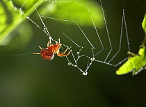 Orb weaver spider (Araneus triguttatus) eating web, UK, Araneidae