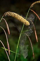 Pendulous sedge {Carex pendula} pollen dispersal, UK