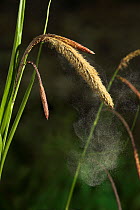 Pendulous sedge {Carex pendula} pollen dispersal, UK