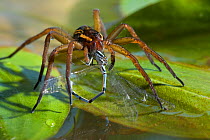 Raft spider (Dolomedes fimbriatus) feeding on damselfly prey, UK, Pisauridae