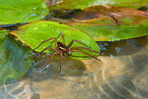 Raft spider (Dolomedes fimbriatus) on water, UK, Pisauridae