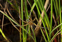 Raft spider (Dolomedes fimbriatus) climbing up plants beside water, UK, Pisauridae