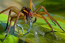 Raft spider (Dolomedes fimbriatus) feeding on damselfly prey, UK, Pisauridae