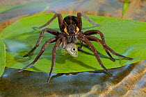Raft spider (Dolomedes fimbriatus) feeding on Stickleback fish prey, UK, Pisauridae