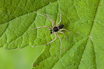 Running / House crab spider (Philodromus dispar) on leaf, UK, Philodromidae