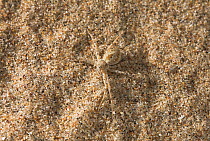 Running crab spider (Philodromus fallax) camouflaged on sand, UK