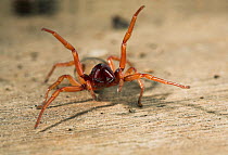 Woodlouse spider (Dysdera crocata) front legs raised in threat posture, UK, Dysderidae