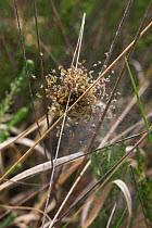Spiderling ball (Araneus quadratus) UK
