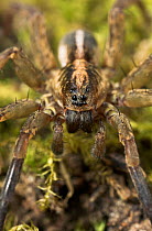 Wolf spider (Trochosa ruricola) UK, Lycosidae