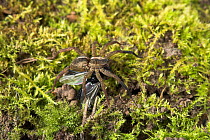 Wolf spider (Trochosa ruricola) with fly prey, UK, Lycosidae