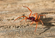 Woodlouse spider (Dysdera crocata) with legs raised in threat posture, UK, Dysderidae