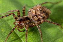 Wolf spider (Pardosa amentata) carrying young spiderlings on its back, UK, Lycosidae