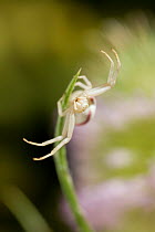 Goldenrod spider (Misumena vatia) UK, Thomisidae