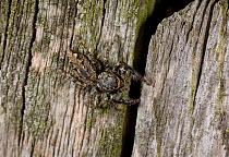 Fence post jumping spider (Marpissa muscosa) camouflaged on fence, UK, Salticidae