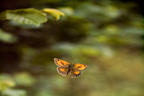 Hedge brown / Gatekeeper butterfly (Pyronia tithonus) in flight, UK