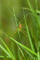Green meadow spider (Micrommata virescens) on grass, UK, Sparassidae