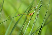 Green meadow spider (Micrommata virescens) male on grass, UK, Sparassidae