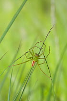 Green meadow spider (Micrommata virescens) male on grass, UK, Sparassidae