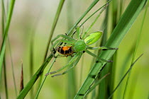 Green meadow spider (Micrommata virescens) feeding on hover fly, UK, Sparassidae