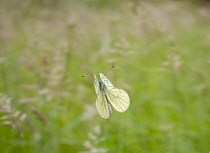 Green veined white butterfly (Pieris napi) shortly after vertical take-off, UK