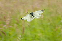 Green veined white butterfly (Pieris napi) in flight, UK