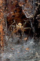 Common house spider (Tegenaria domestica) in funnel web, UK, Agalenidae
