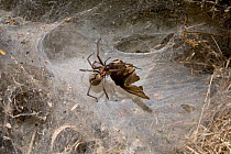 Common house spider (Tegenaria domestica) feeding on moth prey in funnel web, UK, Agalenidae