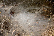Common house spider (Tegenaria domestica) at entrance to funnel web, waiting for prey, UK, Agalenidae