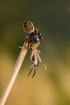 Jumping spider {Evarcha arcuata} with Earwig prey, UK, Salticidae