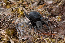Ladybird spider (Eresus cinnaberinus) female at web, UK, Eresidae, endangered