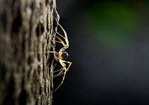 Invisible spider (Drapetisca socialis) on trunk of Beech tree, UK, Linyphidae