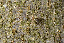Invisible spider (Drapetisca socialis) on trunk of Beech tree, UK, Linyphidae