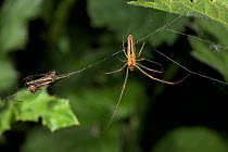 Long jawed / Slender orb weaver spider (Tetragnatha extensa) on web, UK, Araneidae