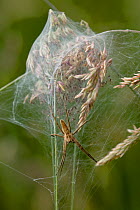 Nursery web spider (Pisaura mirabilis) guarding spiderlings in web, UK, Pisauridae
