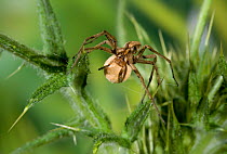 Nursery web spider (Pisaura mirabilis) female with egg cocoon, UK, Pisauridae