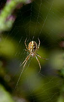 Orb weaver spider (Neoscona adianta) on web, UK, Araneidae