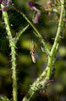 Orb weaver spider (Neoscona adianta) wrapping prey on web, UK, Araneidae
